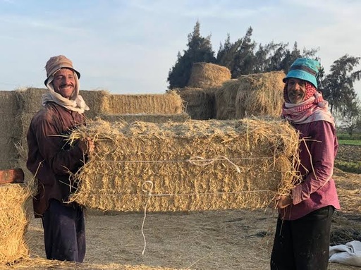 تبن قش الارز بالات 50 كجم